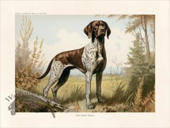 CFA Dog Shorthaired  Pointer